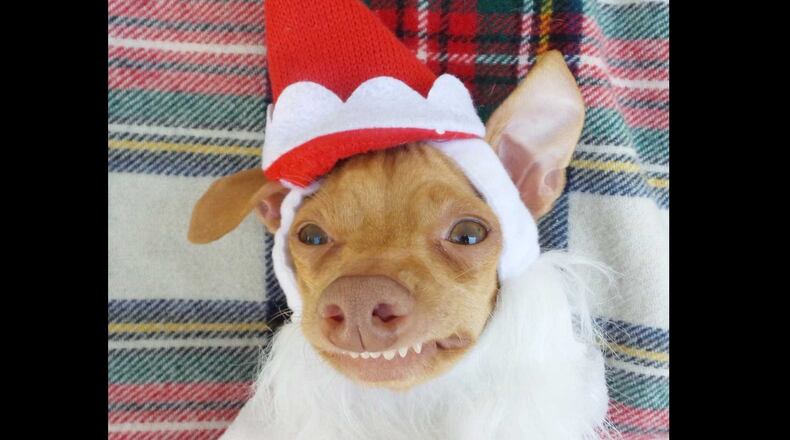 Here's a photo from a Tuna Melts My Heart post on Instagram encouraging people to come to a meet-and-greet with him at a Smyrna animal shelter.