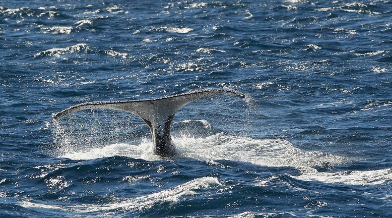 (Photo by Cameron Spencer/Getty Images)