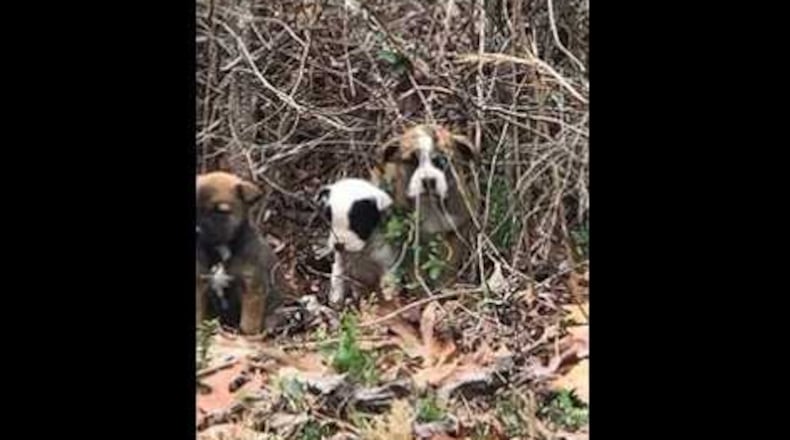 Three abandoned puppies were rescued by a Georgia State Patrol trooper in southwest Atlanta. (Credit: Georgia Department of Public Safety)