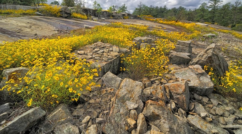 Caption: The Arabia Mountain National Heritage Area in DeKalb County features a granite outcrop and blooming yellow daisies during September. Credit: Eric Bowles.