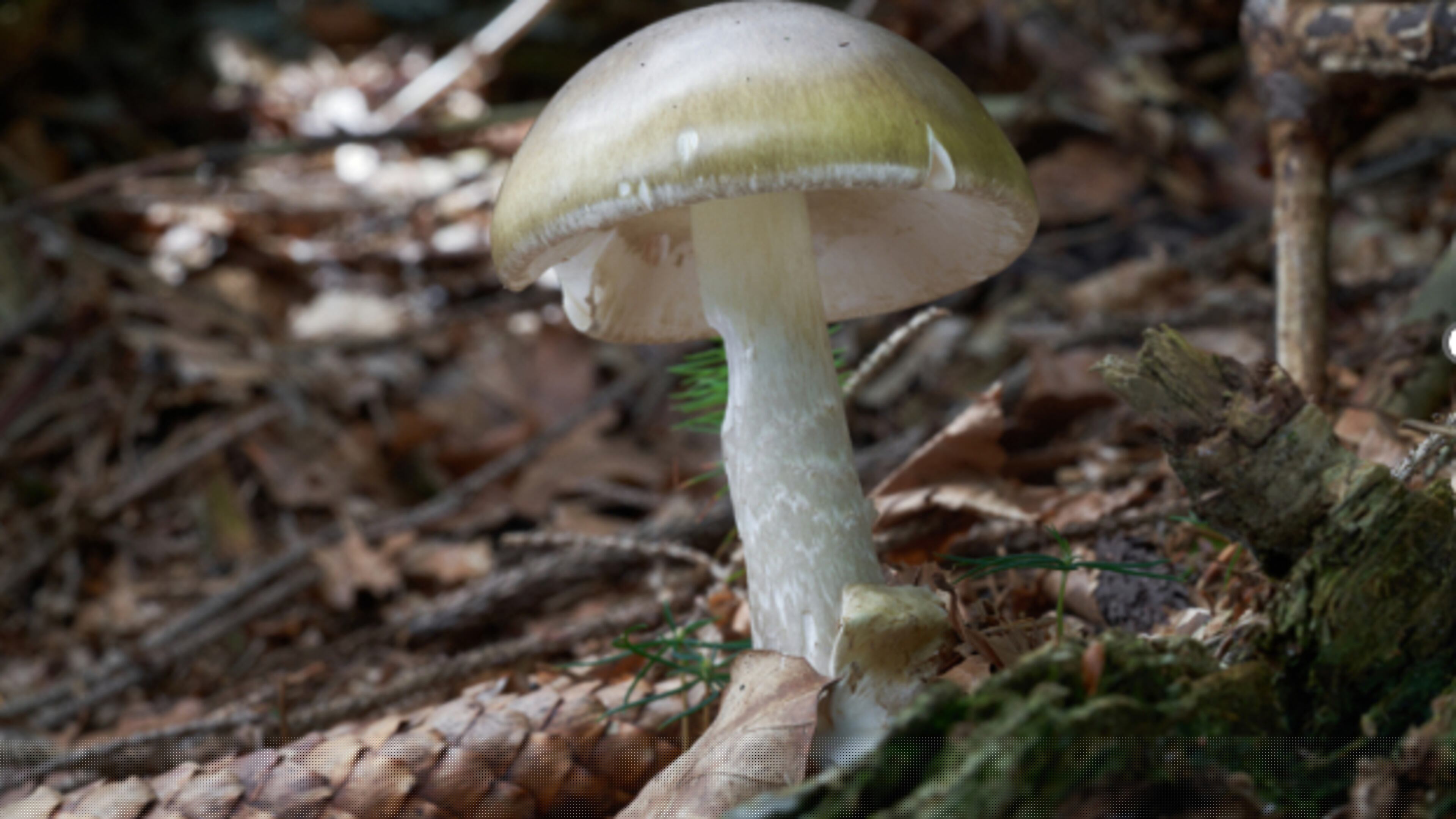 This undated photo provided by California Department of Health shows a Death Cap Mushroom. (California Department of Health via AP)
