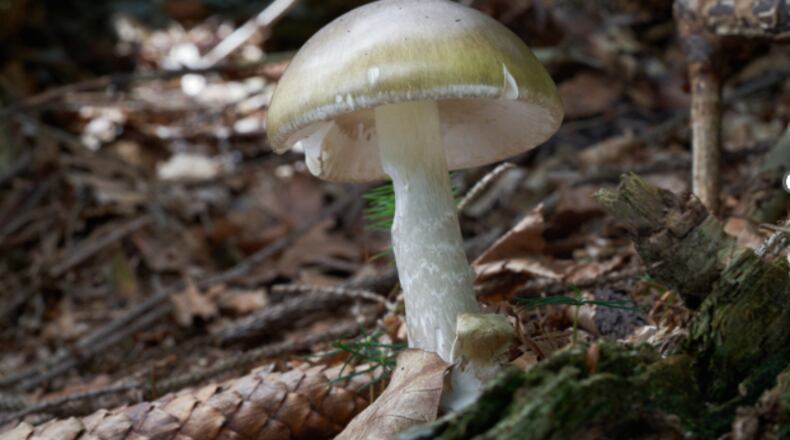 This undated photo provided by California Department of Health shows a Death Cap Mushroom. (California Department of Health via AP)