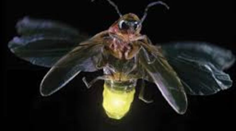 Each species of fireflies have their own Morse code using their blink to talk to other fireflies, mainly to find a mate. Judy Barrett/For American-Statesman