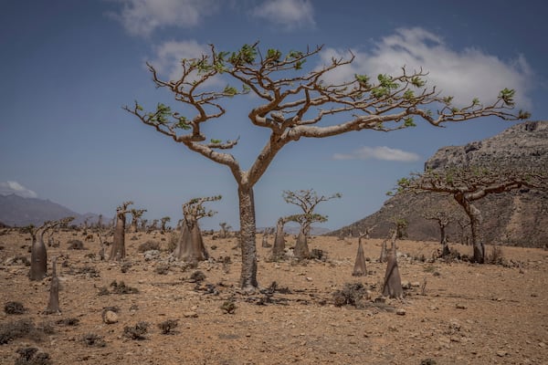 Frankincense and bottle trees grow on the Yemeni island of Socotra on Sept. 21, 2024. (AP Photo/Annika Hammerschlag)
