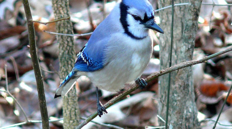 The blue jay, one of Georgia’s most recognizable birds, becomes noisier in the fall when its nesting season is over. Some say that the blue jay’s “jeer-jeer-jeer” calls in fall sound like screaming. KEN THOMAS