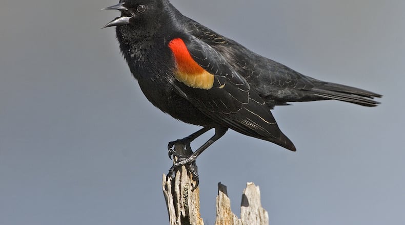 A male red-winged blackbird flashes his colorful wings during breeding season to attract a mate. The birds have a reputation for gluttony at bird feeders. (Courtesy of Alan D. Wilson/Creative Commons)