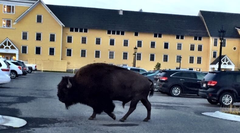 While visiting Yellowstone National Park, Toni Adler of Atlanta decided one morning to walk over to the lake to see the sunrise. As she was crossing the hotel parking lot, she sees this buffalo less than 20 feet away.” Yikes! Do I run? Do I get my camera and take his picture? Or do I just panic? … He wasn’t looking at me so I decided to take the picture and keep on walking praying along the way,” she wrote. “He kept sniffing around the parking lot and I made it over to see the sunrise. We were both saved from each other.”
