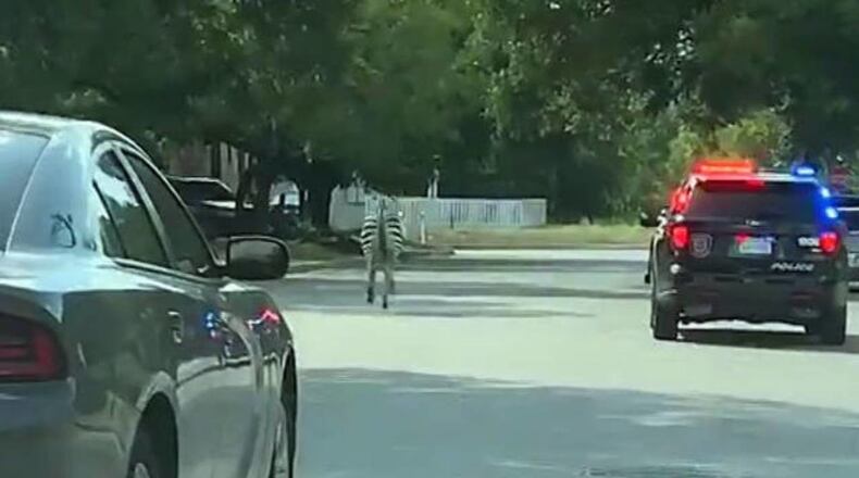 Members of the New Braunfels Police Department pursued a zebra that had gotten loose Wednesday afternoon.