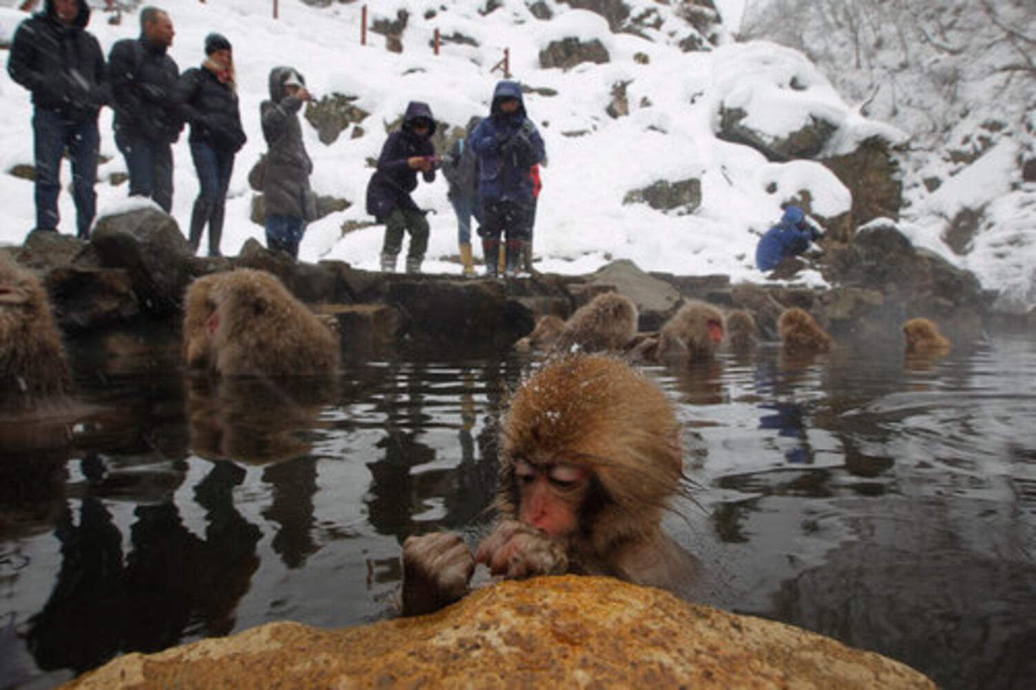 Snow monkey 'spa' a hot tourist spot