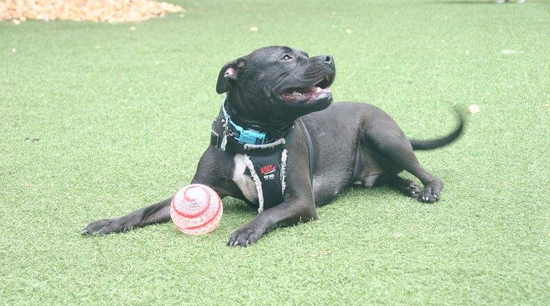 Bruce, a 5-year-old pit bull, is credited with saving a Gwinnett County woman who was disoriented and walking in a pond, his owner Abby Leathers said.