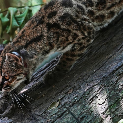 A small spotted wild cat identified as a new species, Leopardus tilcayo, walks inside Senda Verde wildlife sanctuary in Bolivia's Yungas region, near Coroico, Sunday, Sept. 20, 2026. (AP Photo/Juan Karita)