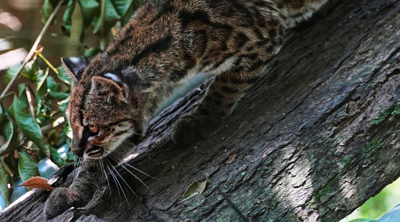 A small spotted wild cat identified as a new species, Leopardus tilcayo, walks inside Senda Verde wildlife sanctuary in Bolivia's Yungas region, near Coroico, Sunday, Sept. 20, 2026. (AP Photo/Juan Karita)