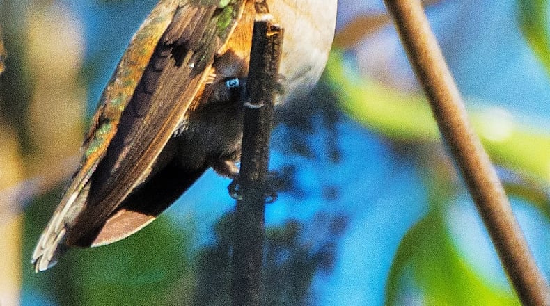 The rufous hummingbird is a native of the Pacific Northwest, but it has been showing up in small numbers in Georgia during the winter. This year, a southeast Atlanta home is hosting the same rufous hummingbird for the fourth winter in a row. PHOTO CREDIT: Andrew Baxter