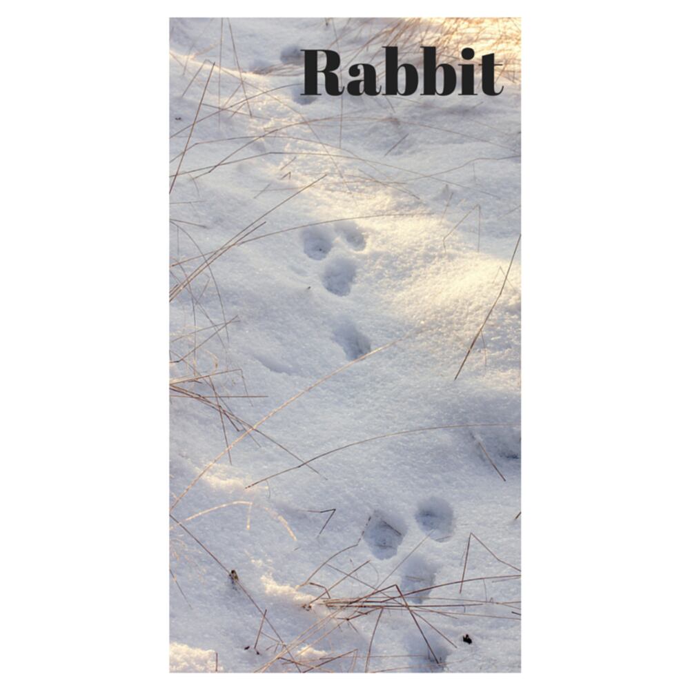 Can you identify these animal tracks?