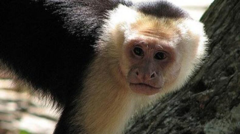 A caphuchin monkey. (Photo: Kenneth Hong/Flickr/Creative Commons) https://creativecommons.org/licenses/by-nd/2.0/