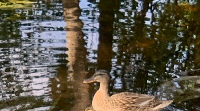 "This mother duck is going to be mighty busy with her 13, yes--13! baby ducklings," wrote Judy Adcock. "This is in our son's backyard pond in Plant City, Florida."
