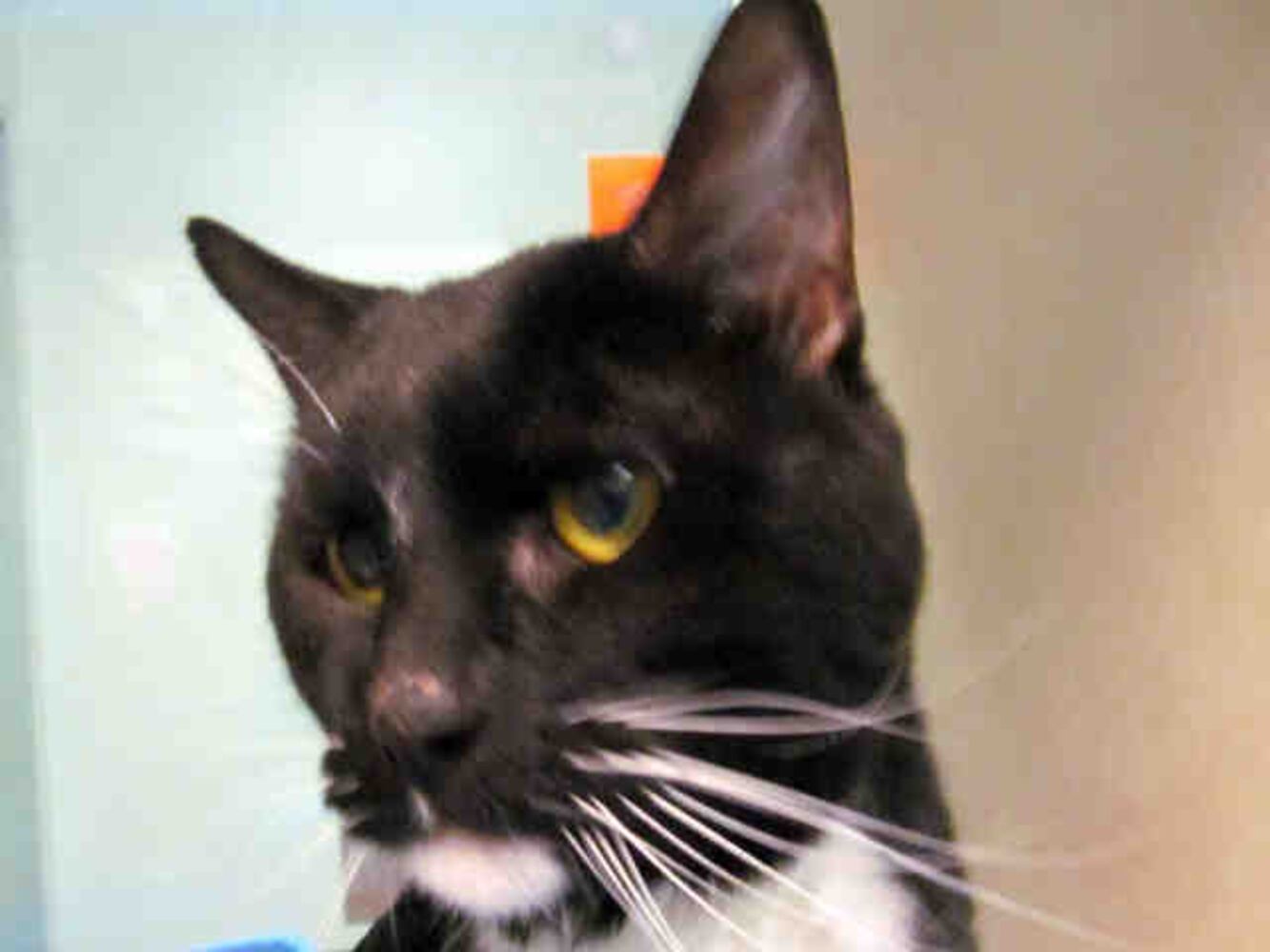 Black cats you can save on Friday the 13th