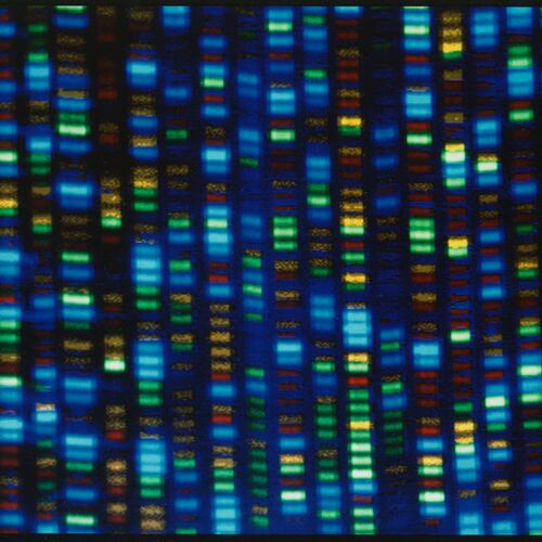 FILE - This undated image made available by the National Human Genome Research Institute shows the output from a DNA sequencer. (NHGRI via AP, File)