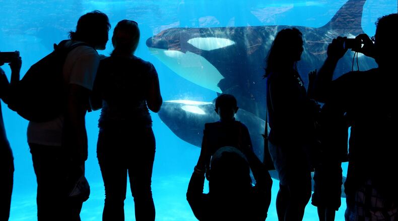 Visitors look at orca killer whales at SeaWorld in San Diego, July 17, 2013. SeaWorld said on March 17, 2016, that it would immediately cease breeding orcas and declared that the killer whales in its care would be the last generation of killer whales at its theme parks. ( Sandy Huffaker/The New York Times)