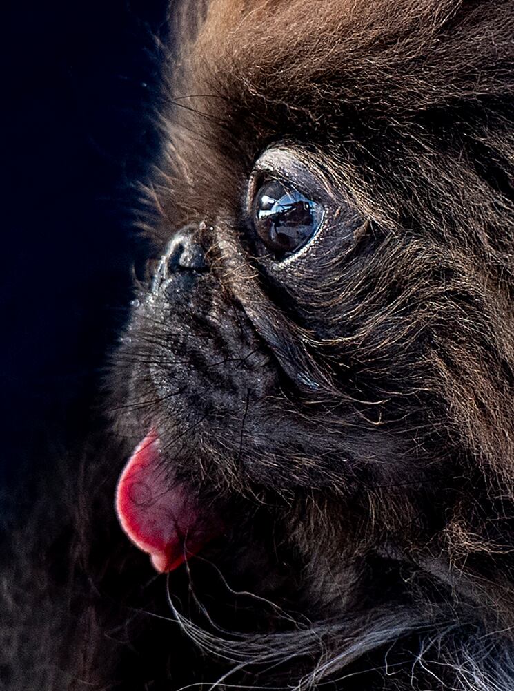 Photos: Scamp the Tramp wins World's Ugliest Dog Contest