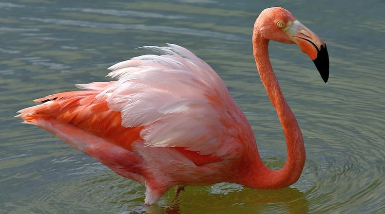 The American flamingo (shown here) is a native of the Caribbean Sea area and other tropical areas farther south. Wild flamingos have now been spotted on Georgia's coast, the bird's first known appearance ever in the state. (Courtesy of Charles J. Sharp/Creative Commons)