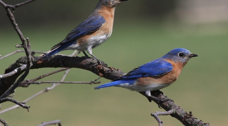 Pairs of Eastern bluebirds, like the pair shown here, begin checking out nesting sites in February. (Courtesy of Sandysphotos2009/Creative Commons)