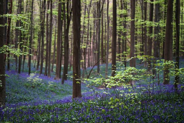 Bluebells, also known as wild hyacinth, bloom among the trees in the Hallerbos forest, south of Brussels, Belgium, on Tuesday, April 22, 2025. (AP Photo/Virginia Mayo)
