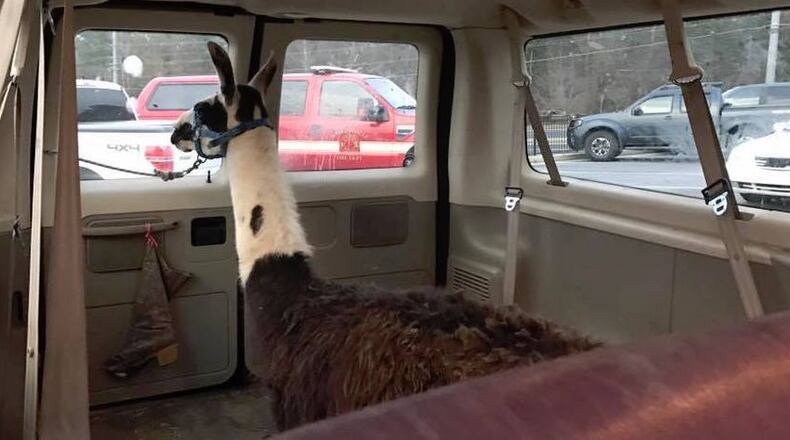 The llama contemplates his actions after a newsmaking sally in Oconee County. Photos: Oconee County Sheriff's Office