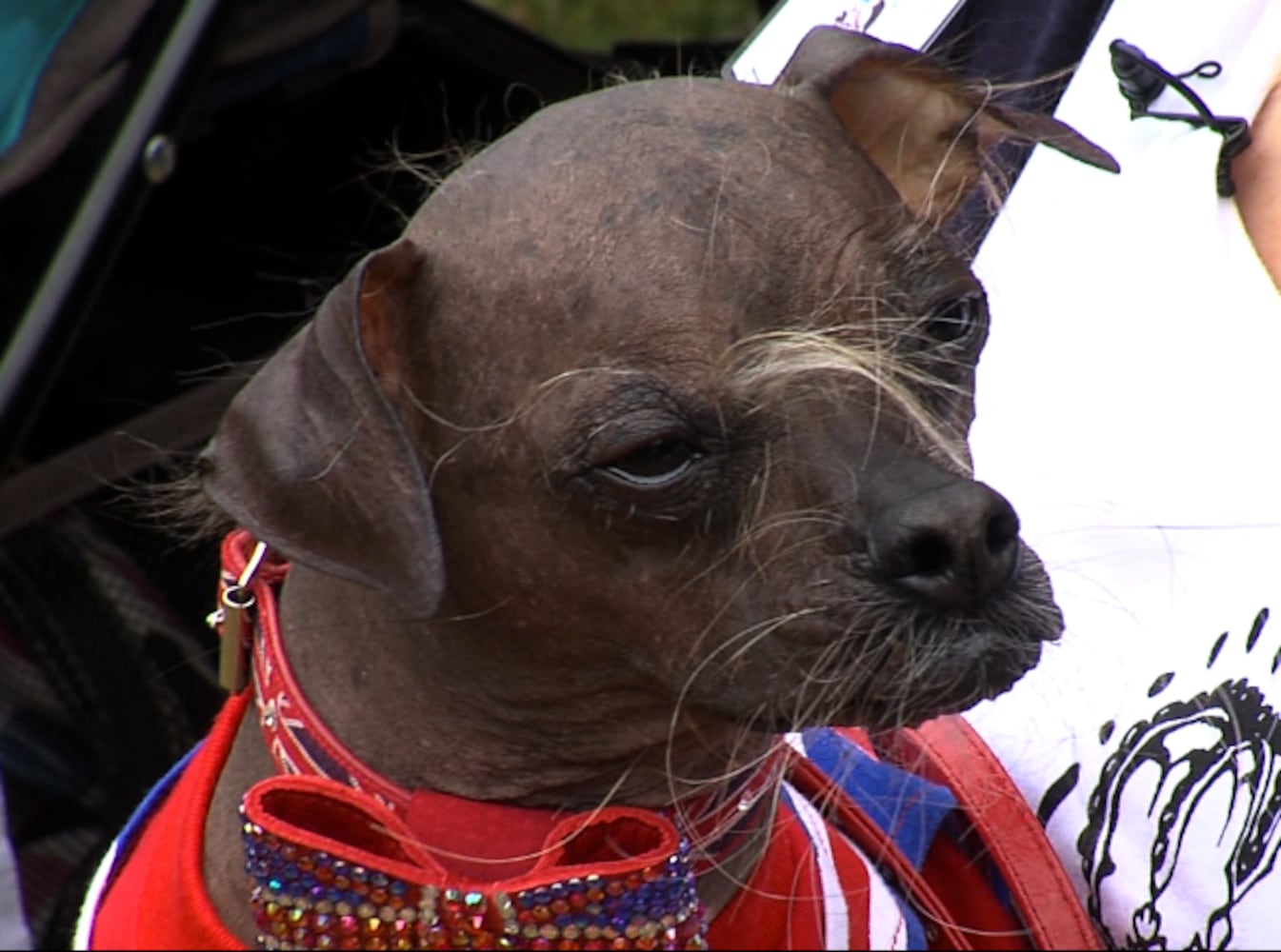 2012 Ugliest Dog Winner 'Mugly' and others