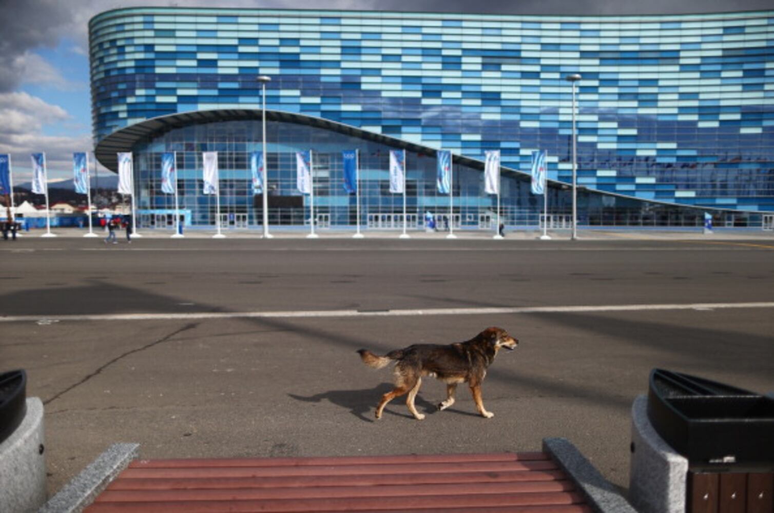 Winter Olympics host city overrun with strays
