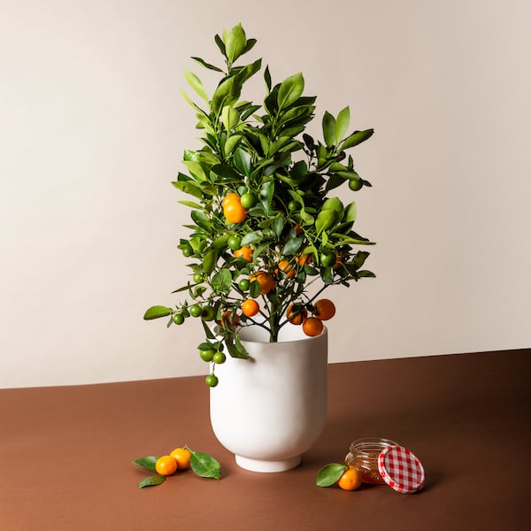 Calamansi tree from Via Citrus. (Courtesy of Via Citrus)