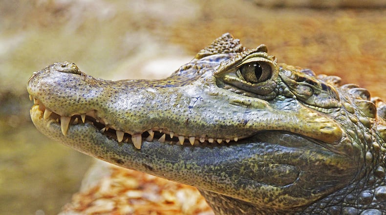 The alligator may have wandered from nearby Lake Downey in Florida, said Catherine Kerr, who shot the video. (File photo via pixabay)