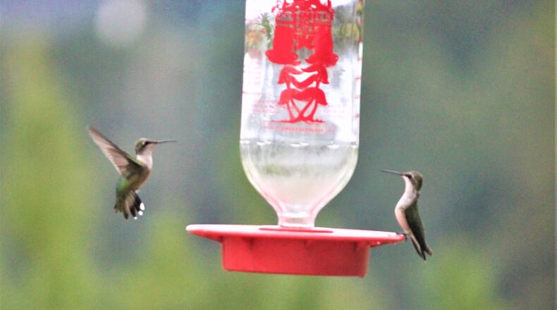 "Early last summer I installed a hummingbird feeder in my garden. Within 2 weeks I had four very territorial and very fast birds alternatively feeding at my feeder," wrote Frank Piasecki of Canton. "Here is a rare photo of two birds in the vicinity of the feeder. I had to use a very high camera shutter speed and film speed to capture the hummingbird in flight."