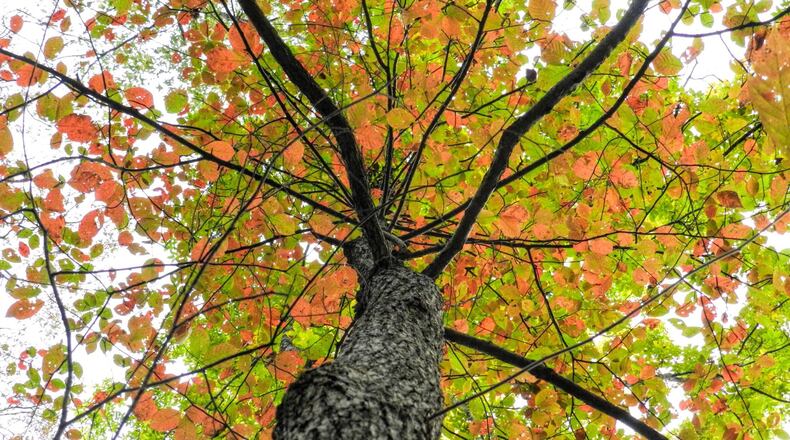 Peachtree Corners green committee seeks the community’s thoughts on the city’s tree canopy. Courtesy City of Peachtree Corners