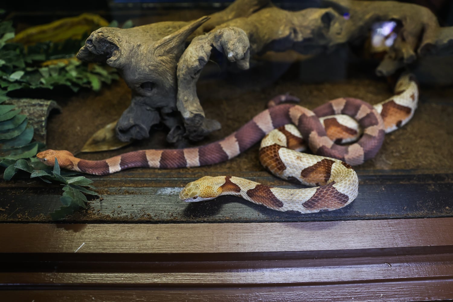 Buckhead-based Amphibian Foundation poised for relocation