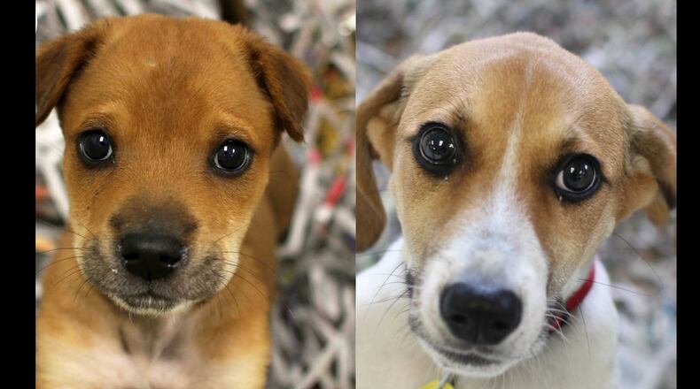 Yanny (left) and Laurel