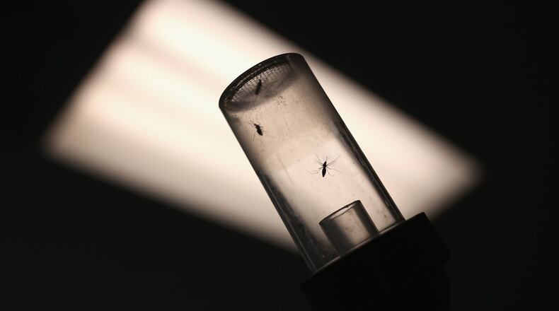 Mosquitoes caught for testing await shipment to a lab.