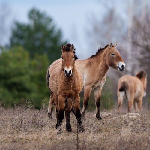 Wild Przewalski horses graze in a forest inside the Chernobyl exclusion zone, Ukraine, Wednesday, April 8, 2026. Chornobyl is the Ukrainian name for the city. (AP Photo/Evgeniy Maloletka)