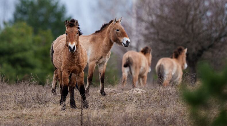Wild Przewalski horses graze in a forest inside the Chernobyl exclusion zone, Ukraine, Wednesday, April 8, 2026. Chornobyl is the Ukrainian name for the city. (AP Photo/Evgeniy Maloletka)