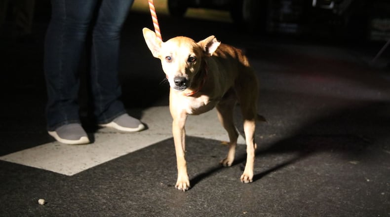 Photo: courtesy of the Atlanta Humane Society