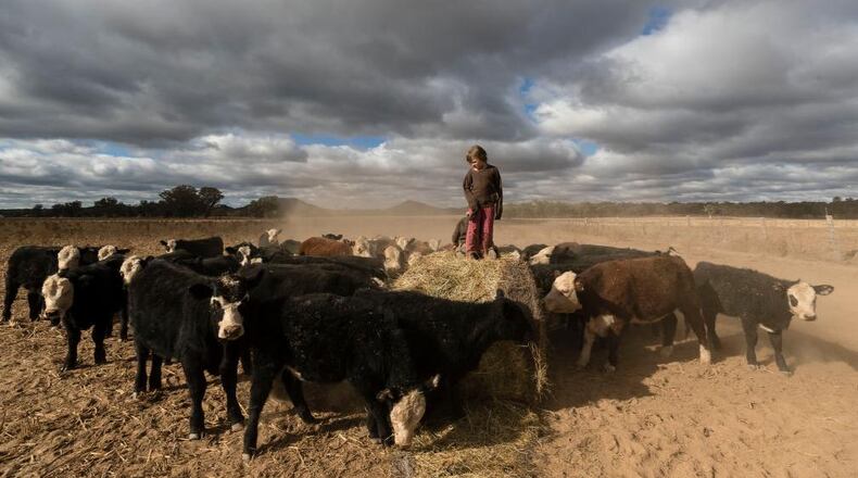 Cattle were aboard a semi that rolled over on a New Mexico interstate flyover early Friday.
