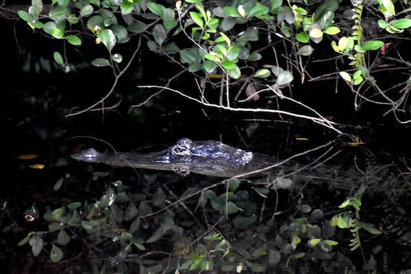 An alligator in Big Cypress National Preserve.
(Courtesy of Nick Dauk)