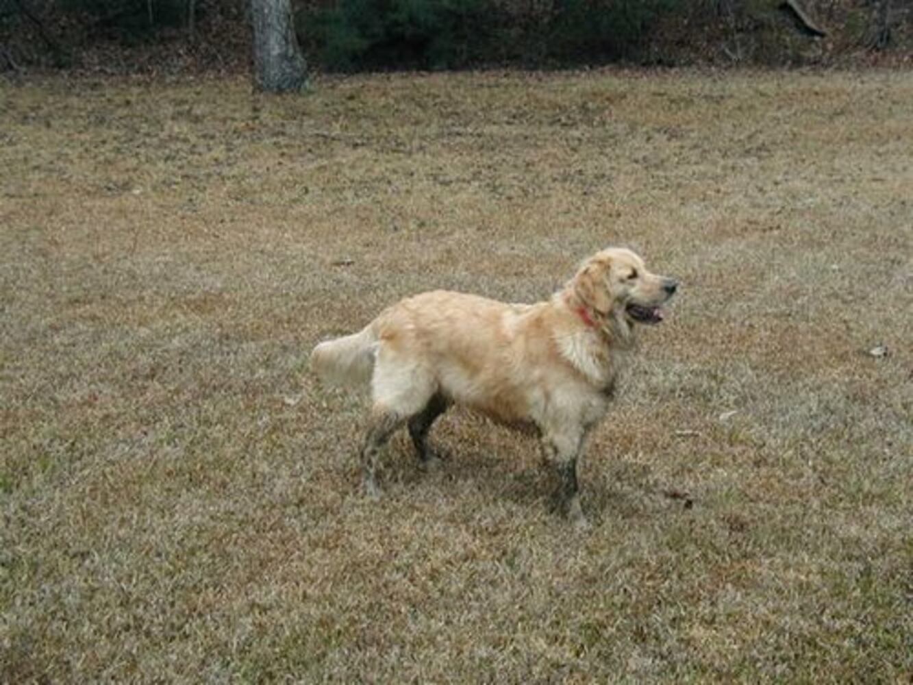 Atlanta's Top Dogs: 2. Golden Retrievers