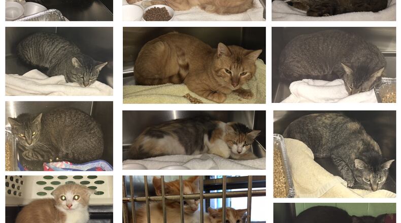 Feral cats like these are not socialized and could be euthanized without options like the Barn Cat Program.