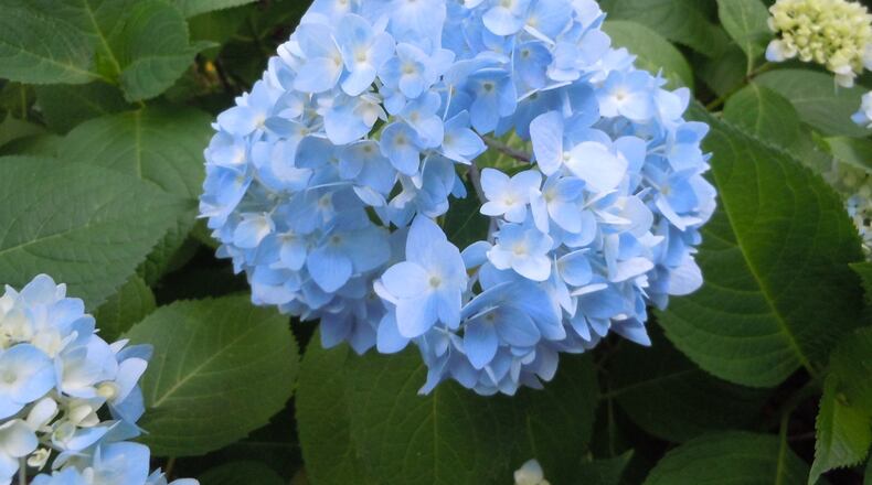 Newer hydrangea varieties produce blooms all summer. PHOTO CREDIT: Walter Reeves