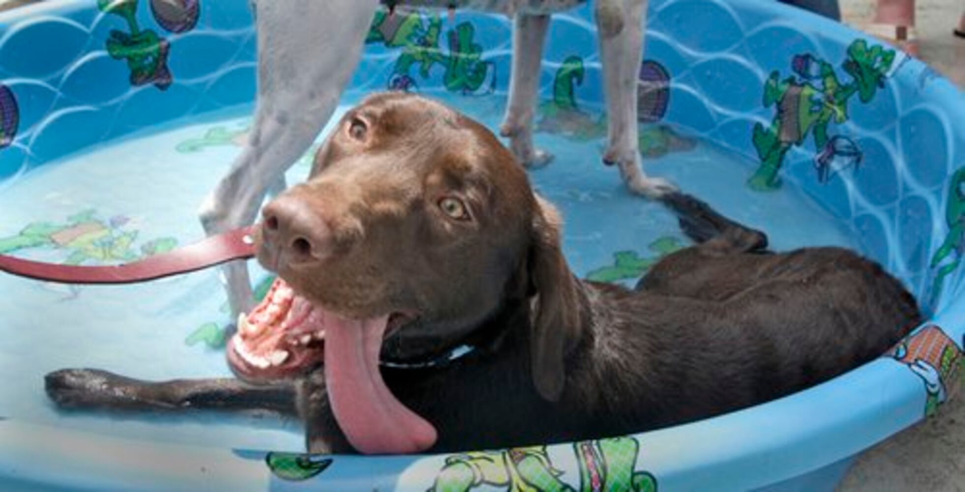 Dog days already? Bark in the Park at Turner Field