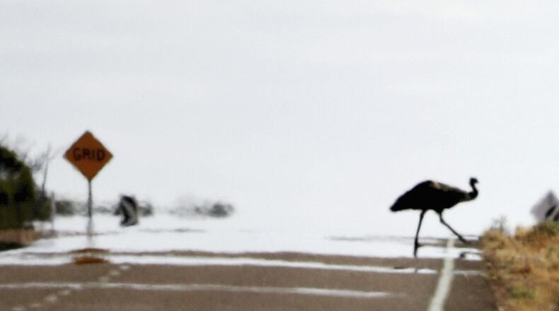 WOOMERA, AUSTRALIA - JUNE 12:  An Emu crosses the highway June 12, 2005 near Woomera, Australia.  (Photo by Ian Waldie/Getty Images)