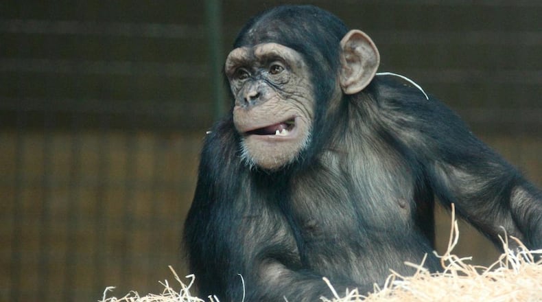 A chimpanzee shattered some protective glass at the Houston Zoo on Monday.