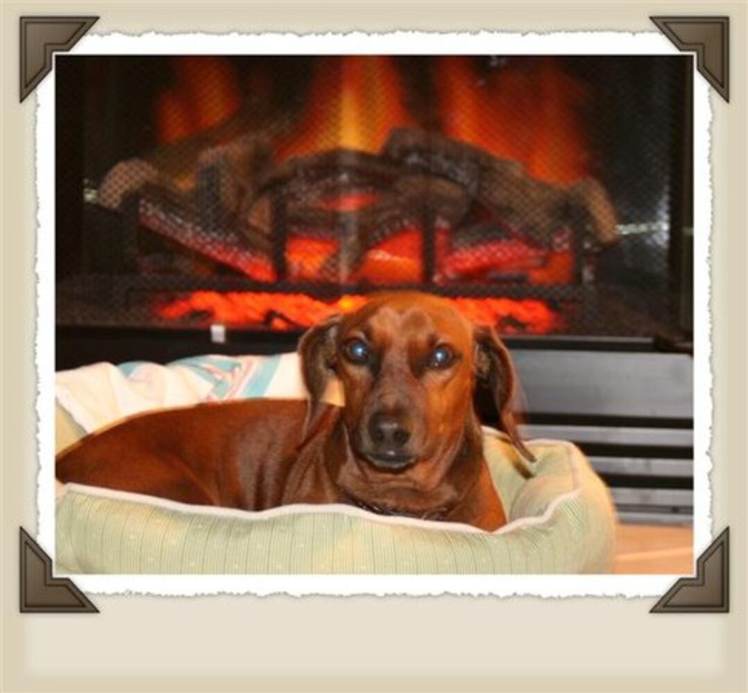 T.G.I.F.: Atlanta's Smiling Pets 54