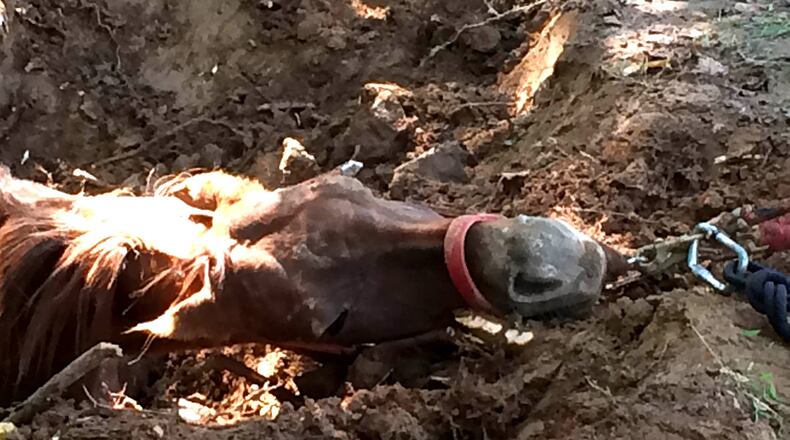 Lisa the horse was tired, but not seriously injured. (Credit: Clayton County fire department)